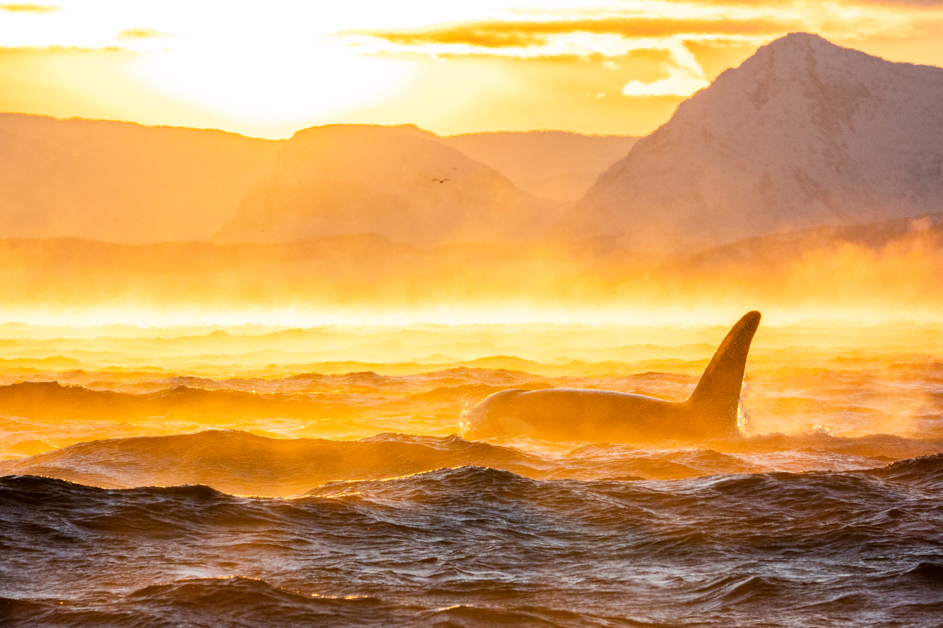 orche_tromso_agamatour