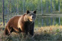 Incontro con gli orsi e tour individuale con Agamatour