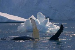 navigazione_nello_isole_svalbard_circumnavigazione_nello_spitsbergen