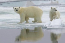 Safari con i cani da slitta alle Isole Svalbard