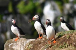 Viaggio Islanda Groenlandia e Isole Faroe con Agamatour