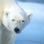 Isole Svalbard - Norvegia